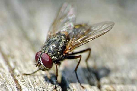 Close up picture of a fly