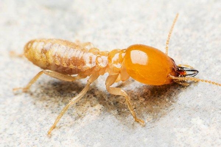 Termite
