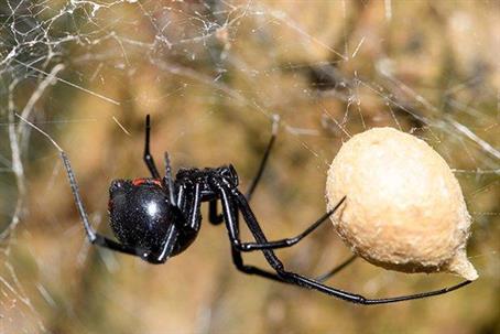 Black Widow Spider in its web with a large white egg sac.