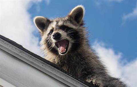 Raccoon screaming from a rooftop.