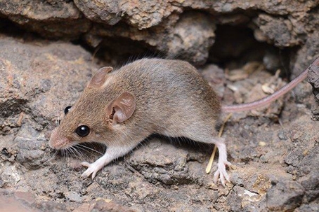 Close up picture of a rat
