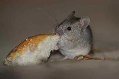 Mouse eating a piece of bread.