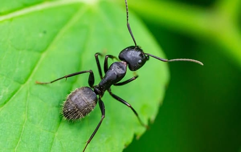 Ant on a green leaf.