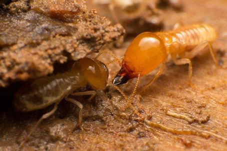 Close up picture of a termite
