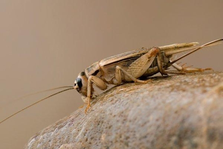 Close up picture of a Cricket