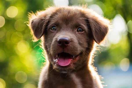 Close up picture of a dog