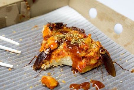 Cockroaches eating a half-eaten slice of pizza in a box.