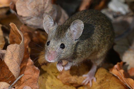 Rodent standing on dried leaves.