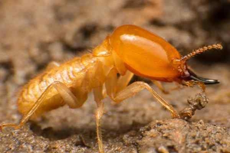 Termite crawling on the ground.