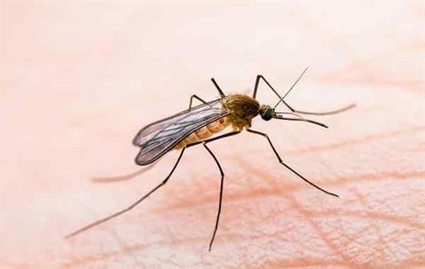 Close up picture of a Mosquito