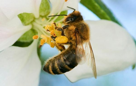 Bee drinking a white flower's nectar.
