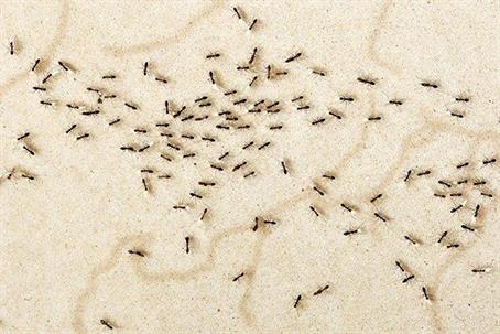 Several ants