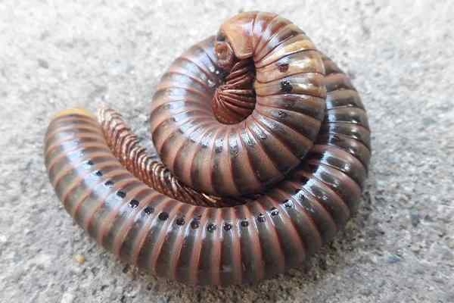 Millipede curled on the pavement.