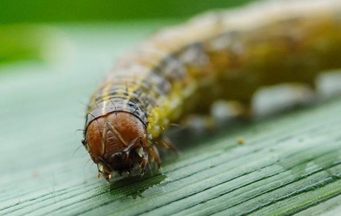 Close up picture of an Armyworm