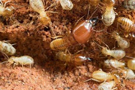 Termites in the soil