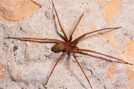 Brown Recluse Spider crawling on a wall.