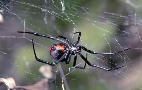 Black Widow Spider in its web outdoors.