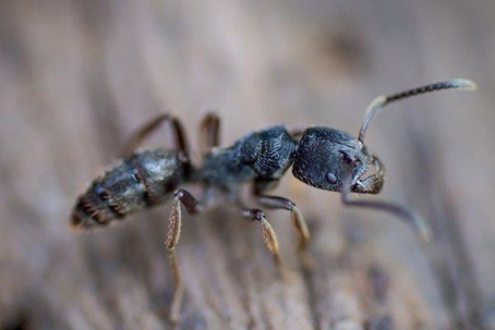 Ant crawling on wood.