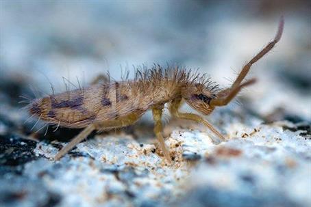 Close up picture of a Springtails