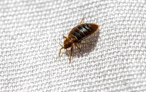 Bed bug crawling on fabric.