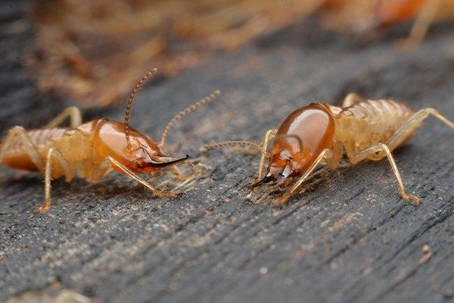 Termites crawling on wood.