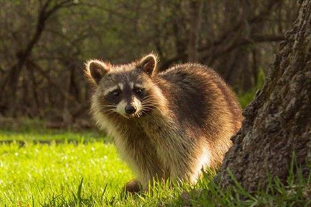 Raccoon on grass beside a tree.