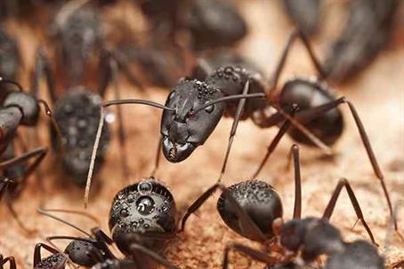 Carpenter Ants