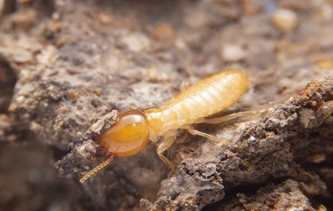 Close up picture of a Termite