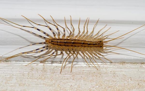 Close up picture of a Centipede