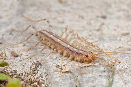Centipede crawling on sand.