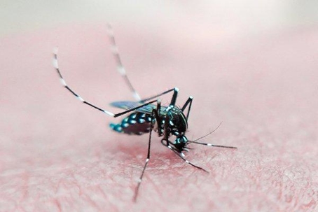 Close up picture of a Mosquito