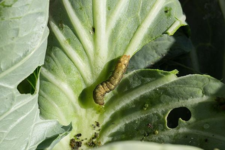Armyworms devouring leaves in a garden.