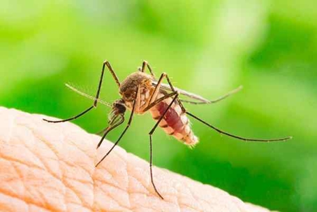 Close up picture of a mosquito on a skin