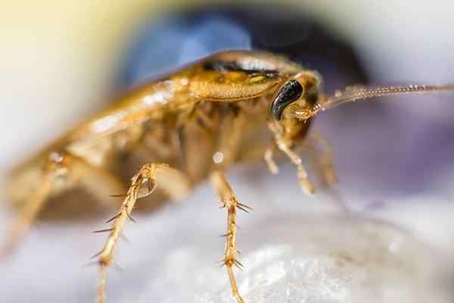 German Cockroach crawling on food.