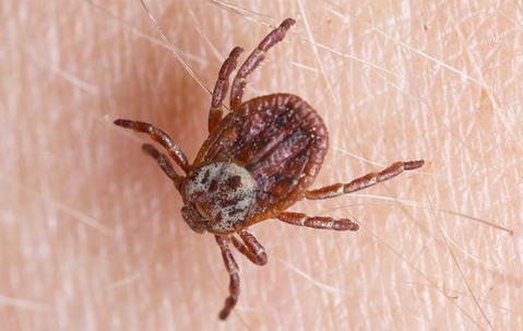 Tick crawling on a pet's skin.