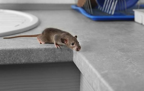Rat crawling on a kitchen sink.