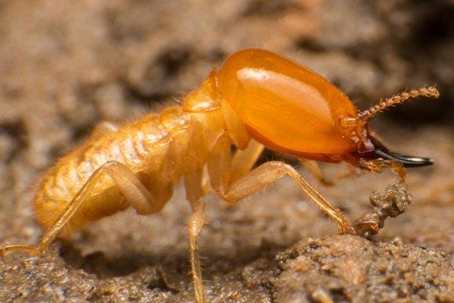 Termite crawling on the ground.