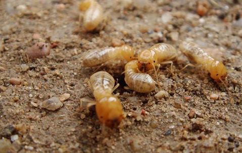 Termites