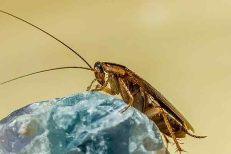 Close up picture of Cockroach