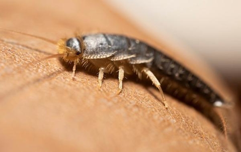 Close up picture of a Silverfish