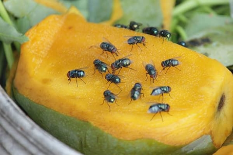 Flies swarming a half-peeled green mango.