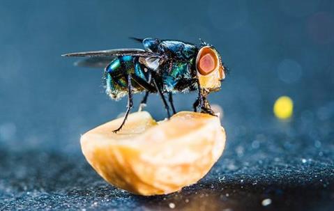 Fly on half a peanut.