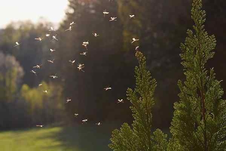 Mosquitoes flying around a large green yard.