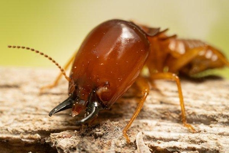 Termite chewing on wood.