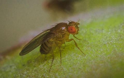 Fruit Fly crawling on a fruit.
