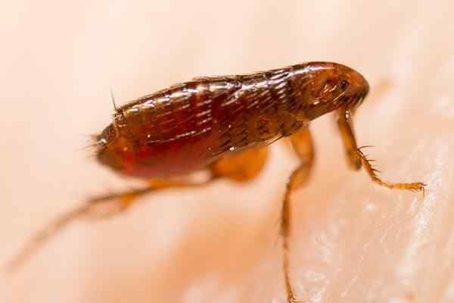 Flea crawling on a pet's skin.