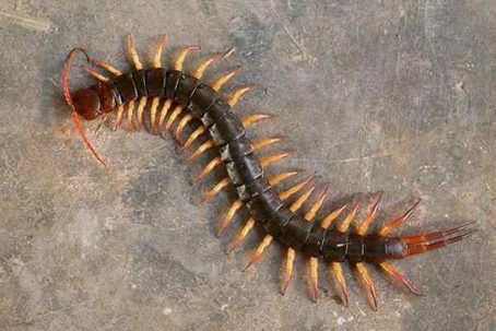 Close up picture of a Centipede