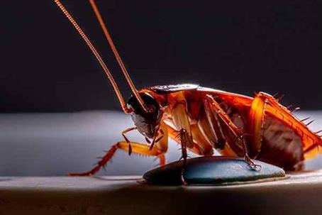 Cockroach crawling on a pipe.
