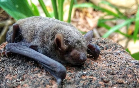 Close up picture of a Bat