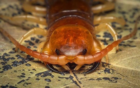 Close up picture of a Centipede